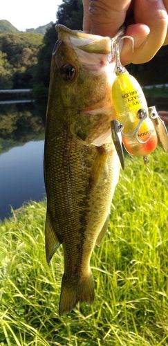 ブラックバスの釣果