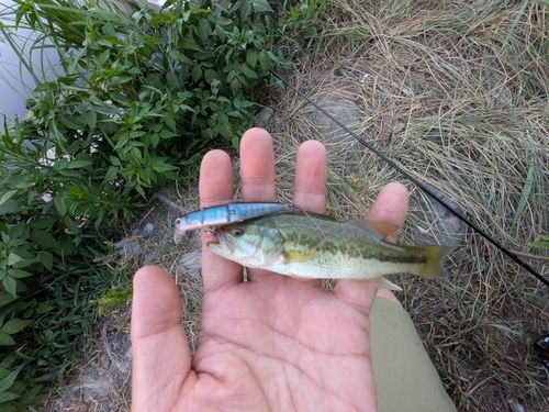 ラージマウスバスの釣果