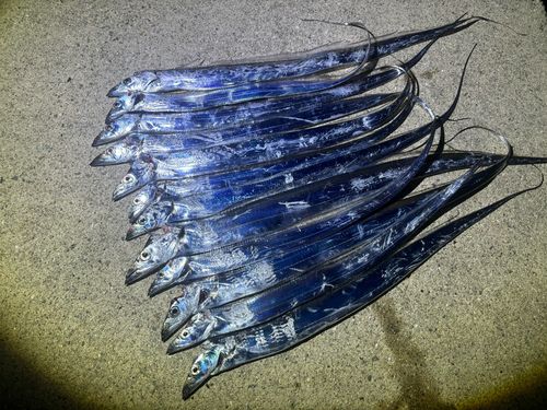 タチウオの釣果