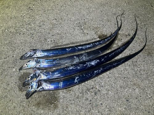 タチウオの釣果