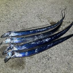 タチウオ
