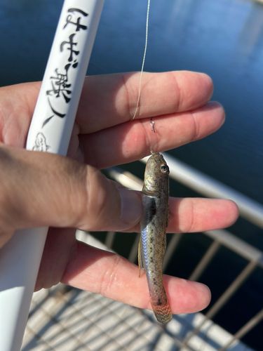 ハゼの釣果