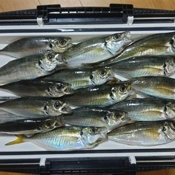 アジ