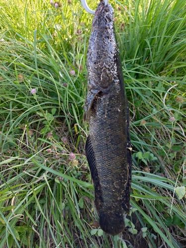ライギョの釣果