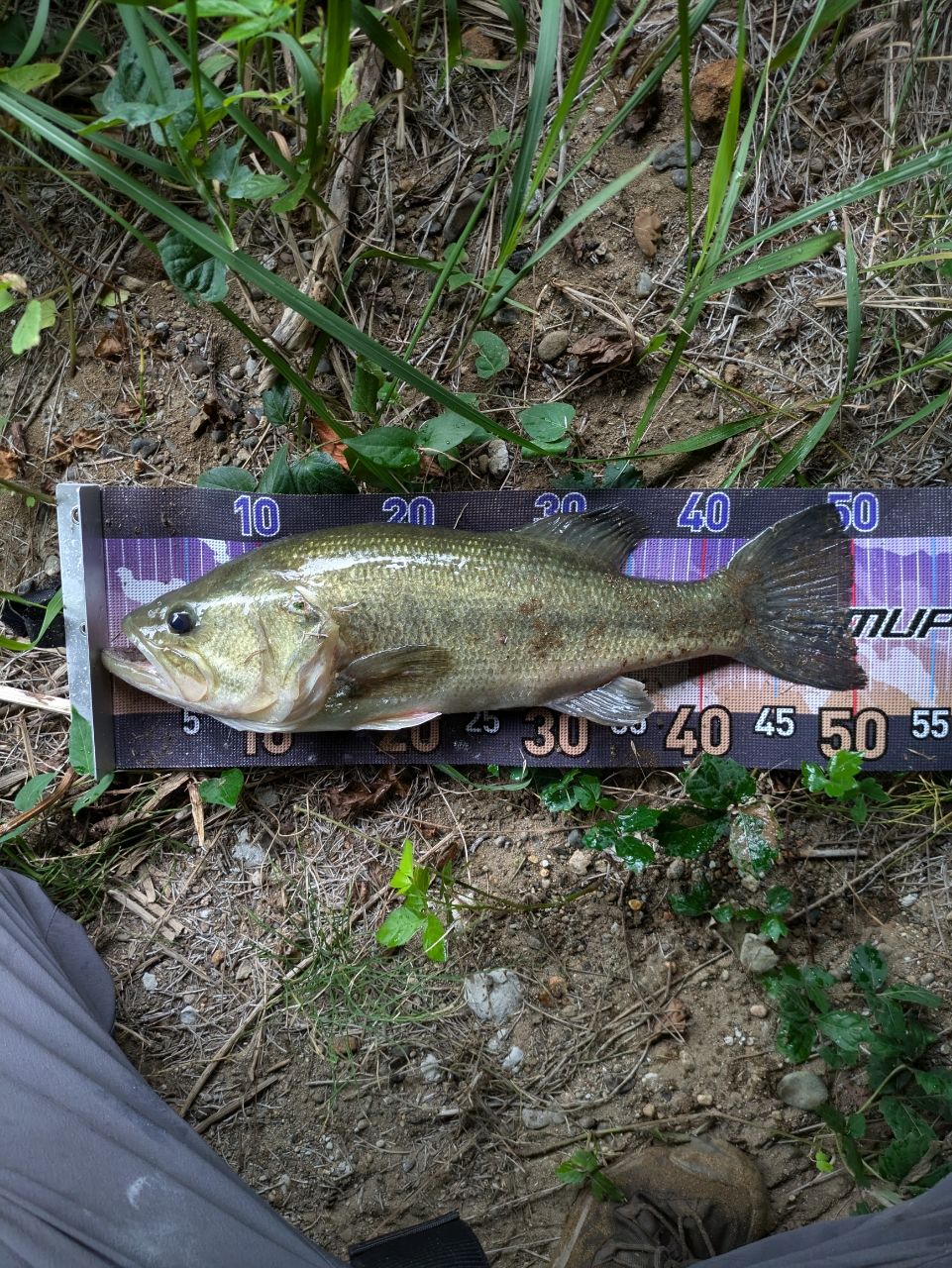 ラージマウスバス