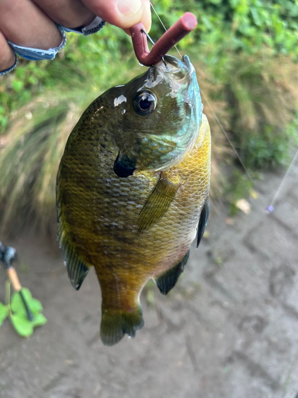 ブルーギル