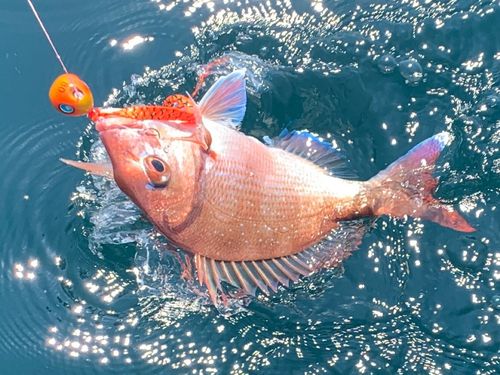 マダイの釣果