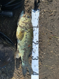 ブラックバスの釣果