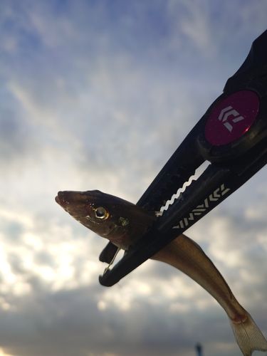 シロギスの釣果