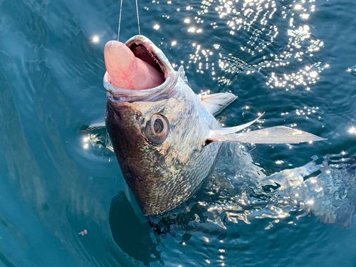 クログチの釣果