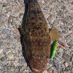 マゴチ