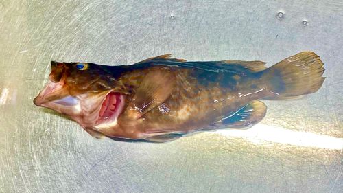 キジハタの釣果