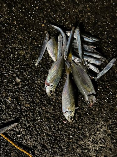 アジの釣果