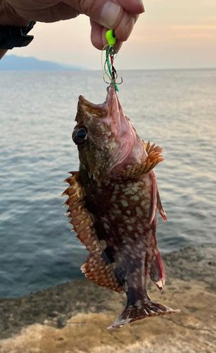 カサゴの釣果