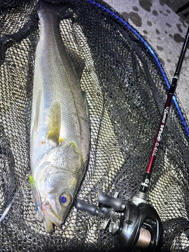 スズキの釣果