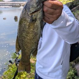 スモールマウスバス