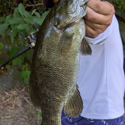 スモールマウスバス