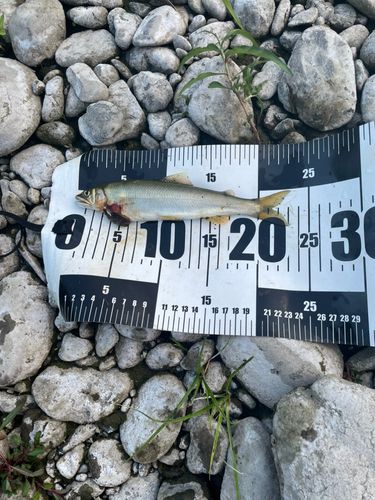 アユの釣果