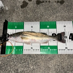 フッコ（マルスズキ）の釣果