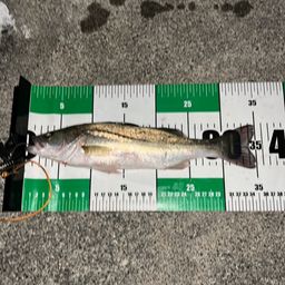 フッコ（マルスズキ）