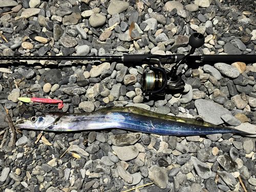 テンジクタチの釣果