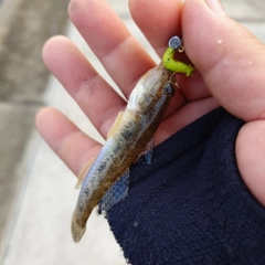 ハゼの釣果
