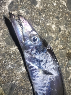 タチウオの釣果