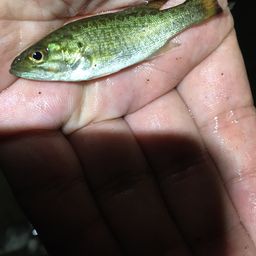 スモールマウスバス