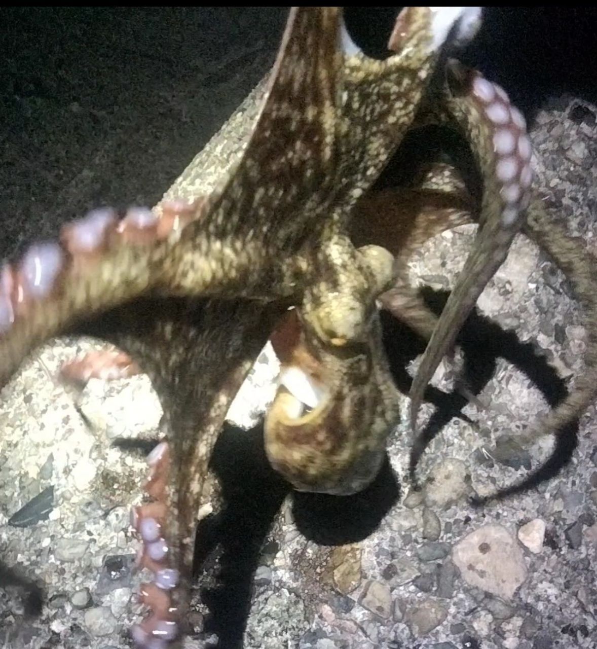 タコ