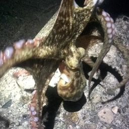 タコ