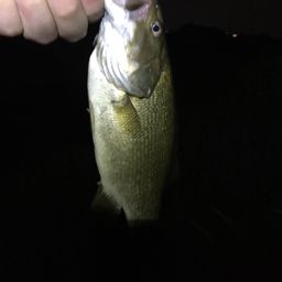 スモールマウスバス