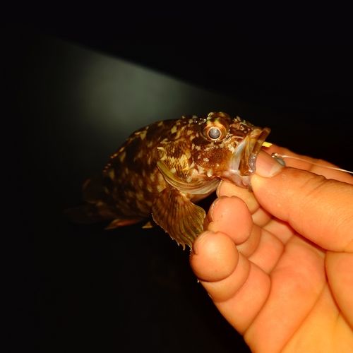 カサゴの釣果