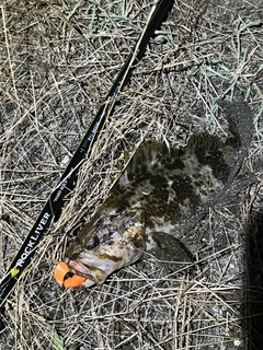タケノコメバルの釣果