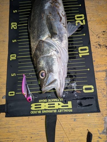 フッコ（マルスズキ）の釣果