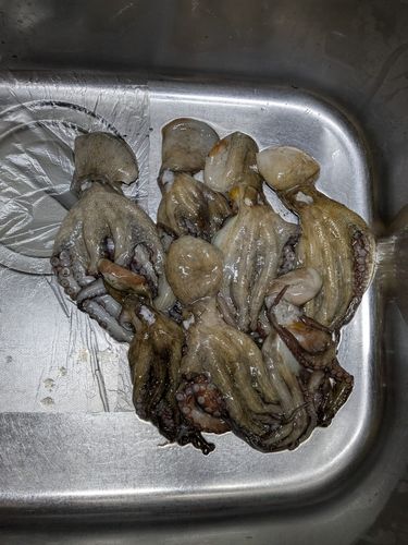 タコの釣果