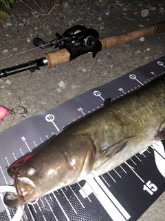 ナマズの釣果