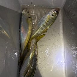 アジ