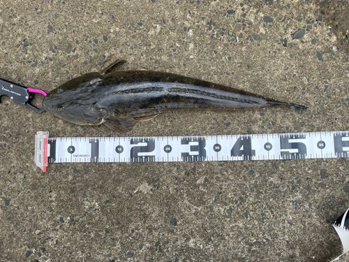 マゴチの釣果