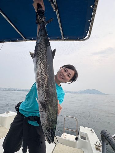 サワラの釣果