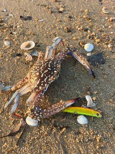 タイワンガザミ