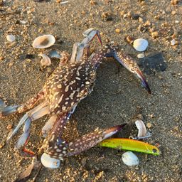 タイワンガザミ