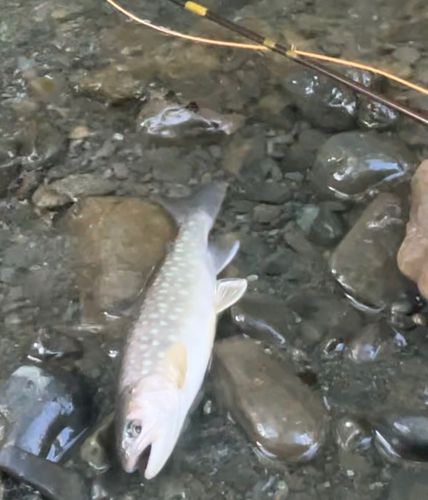 エゾイワナの釣果