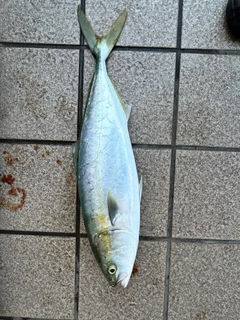 ハマチの釣果