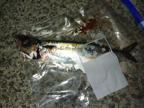 サバの釣果