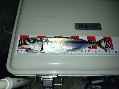 サバの釣果