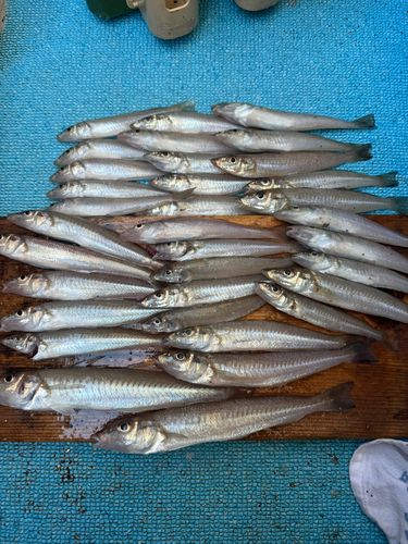 キスの釣果