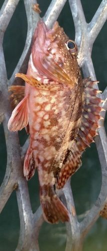 カサゴの釣果