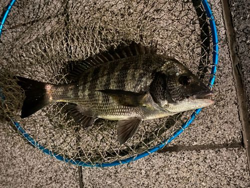 クロダイの釣果