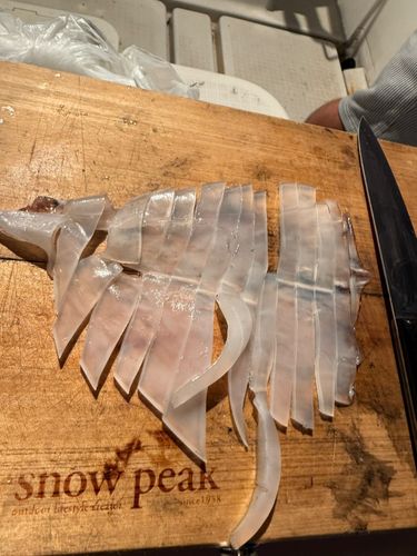 シロイカの釣果