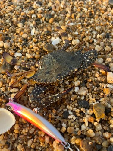 タイワンガザミの釣果